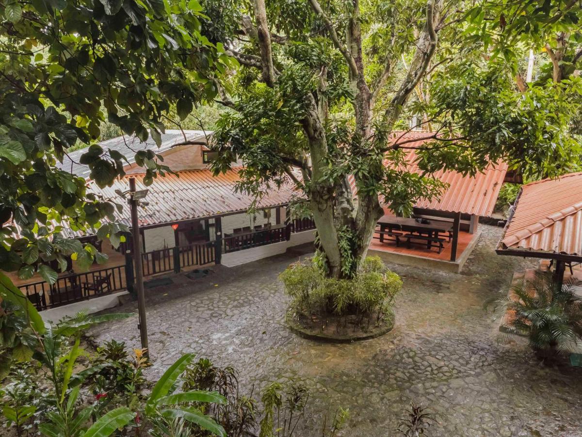 Margaritas - La Tigrera, Minca Santa Marta (Magdalena)